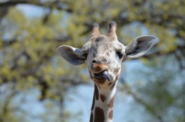 Yaz aylarında açık havada bir zürafa