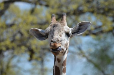 Yaz aylarında açık havada bir zürafa