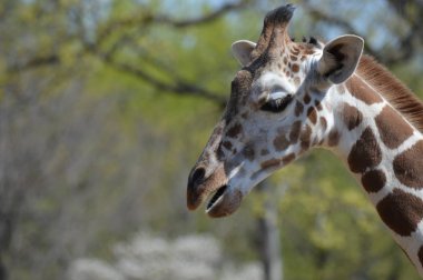 Yaz aylarında açık havada bir zürafa