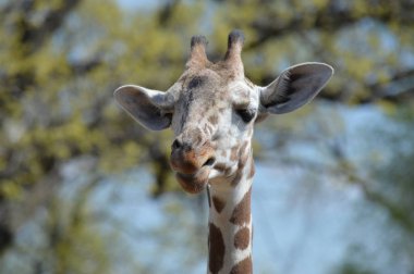 Yaz aylarında açık havada bir zürafa