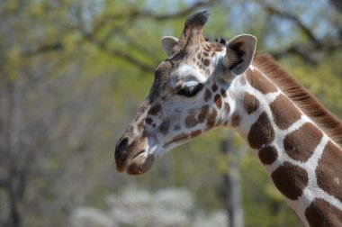 Yaz aylarında açık havada bir zürafa