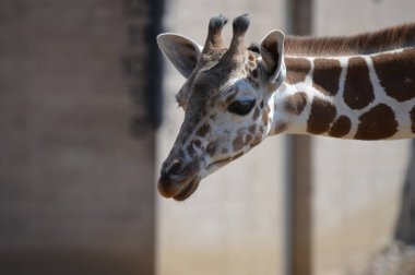 Yaz aylarında açık havada bir zürafa