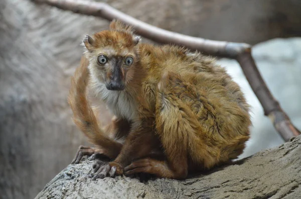 Blauäugiger Lemur Sitzt Auf Einem Ast — Stockfoto