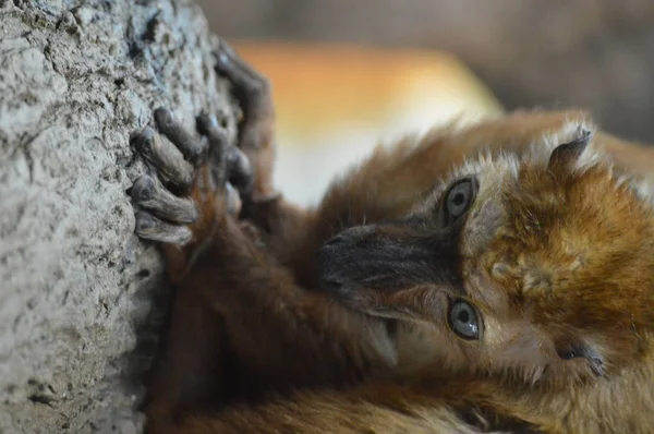 Blue Eyed Lemur Sitter Filial — Stockfoto