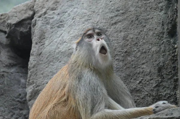 Patas Macaco Sentado Uma Rocha — Fotografia de Stock