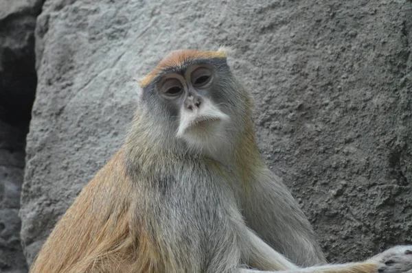 Patas Monkey Sitting Rock — Stock Photo, Image