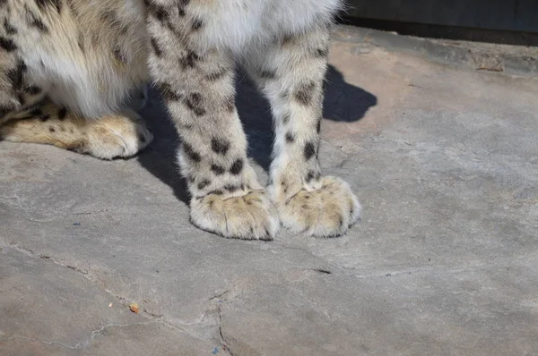 Snöleopard Naturen Klippa — Stockfoto