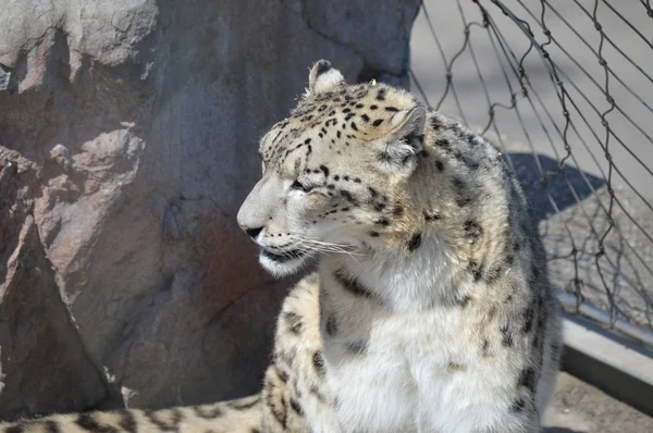 Sněžný Leopard Přírodě Skále — Stock fotografie