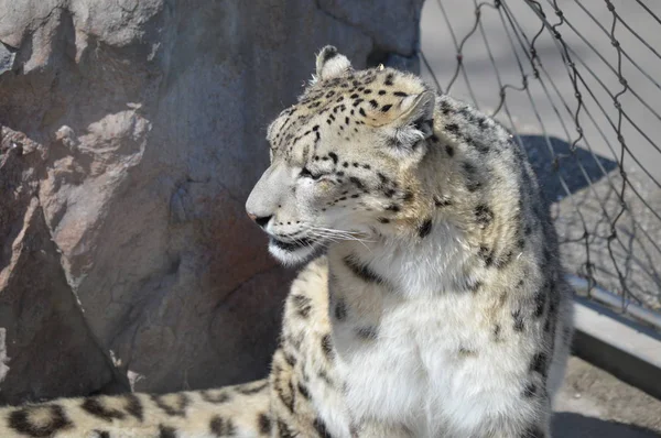 A Snow Leopard In The Outdoors On A Rock Stock Images Page Everypixel A Snow Leopard In The Outdoors On A Rock Stock Images Page Everypixel