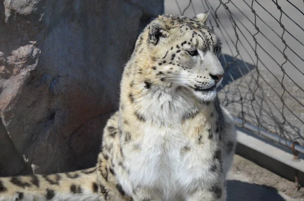 Leopardo Neve Livre Uma Rocha — Fotografia de Stock