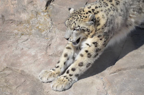 Sněžný Leopard Přírodě Skále — Stock fotografie