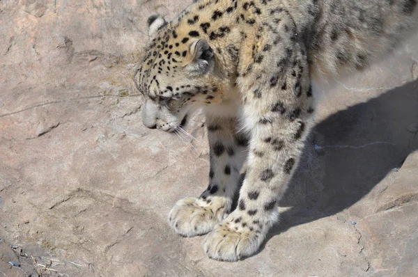 Leopardo Delle Nevi All Aperto Una Roccia — Foto Stock