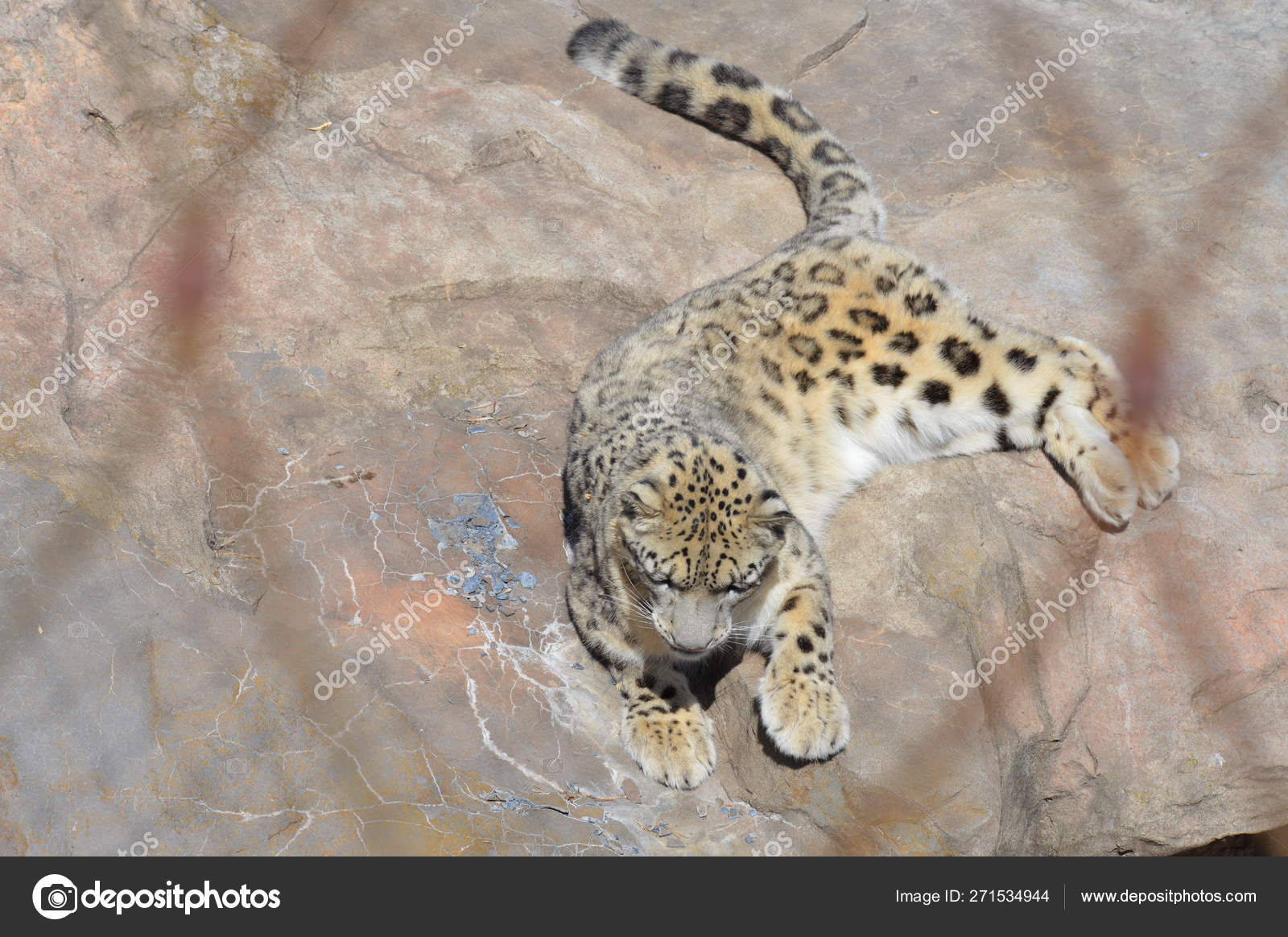 Snow Leopard Outdoors Rock Stock Photo Image By C Trek13 Snow Leopard Outdoors Rock Stock Photo Image By C Trek13