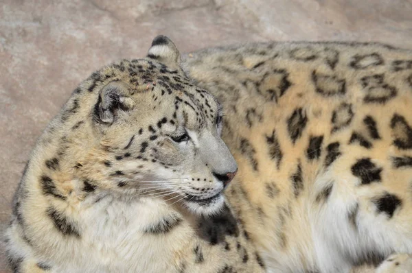 Sněžný Leopard Přírodě Skále — Stock fotografie