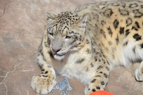 A Snow Leopard In The Outdoors On A Rock Stock Images Page Everypixel A Snow Leopard In The Outdoors On A Rock Stock Images Page Everypixel