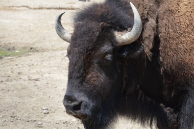 Sümer sırasında açık havada bizon