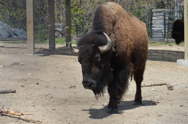 Bisonte Aire Libre Durante Verano — Foto de Stock