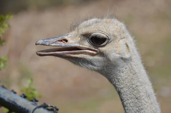 Close Ostrich — Stock Photo, Image