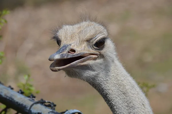 Close Ostrich — Stock Photo, Image