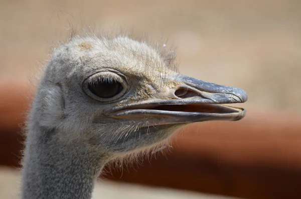 Close Ostrich — Stock Photo, Image