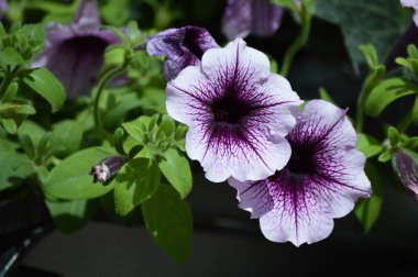 Bahçede büyüyen çiçek