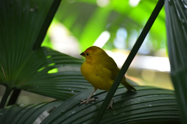 Gelbfink Hockt Auf Einem Blatt — Stockfoto