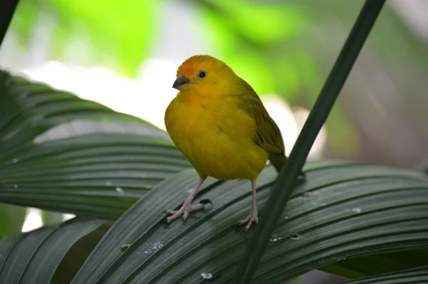 Pinzón Amarillo Posado Sobre Una Hoja — Foto de Stock