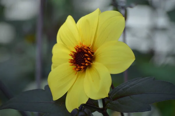 Цветок Далии Саду — стоковое фото