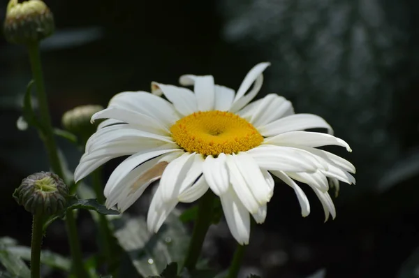 Dahlia Virág Kertben — Stock Fotó