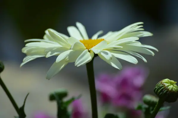Fleur Dahlia Dans Jardin — Photo