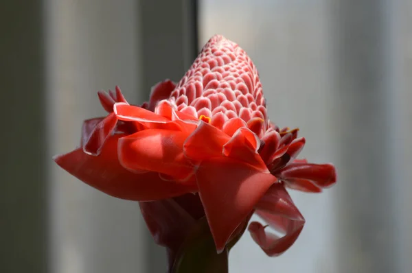 Torche Rouge Gingembre Dans Jardin — Photo