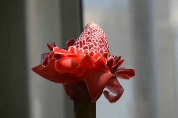 Torche Rouge Gingembre Dans Jardin — Photo