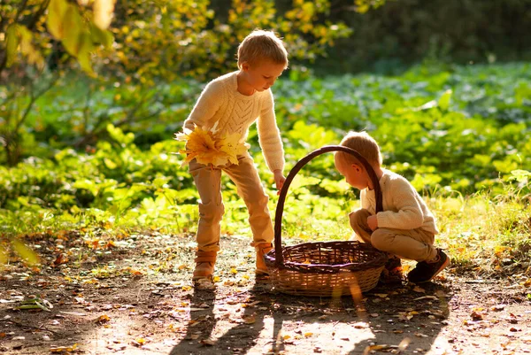 Çocuklar sonbahar yapraklarını büyük bir sepete koyuyorlar.