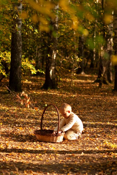 Elinde büyük bir sepet olan çocuk ormandaki bir açıklıkta oturuyor.