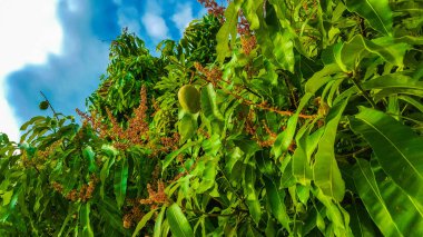 Meyveli ve çiçekli mango ağacı