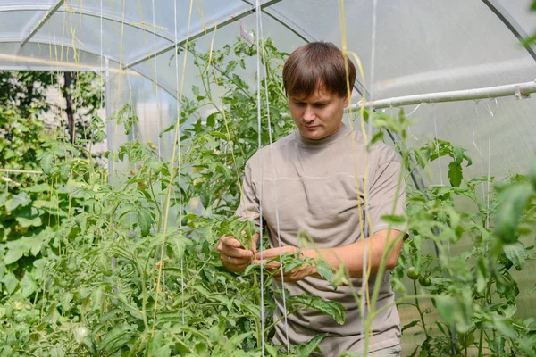 A man ties up tomato bushes in a greenhouse in summer cottage in summer