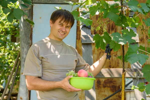 Hombre Sostiene Una Taza Fruta Sus Manos Arranca Ramo Uvas — Foto de Stock