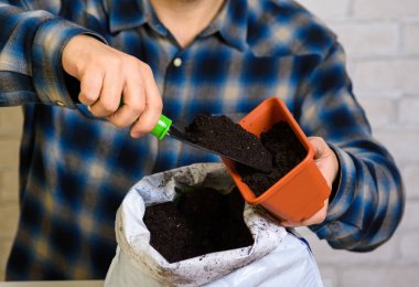 Bir adam fidan için bir konteyner içine toprak dökülen