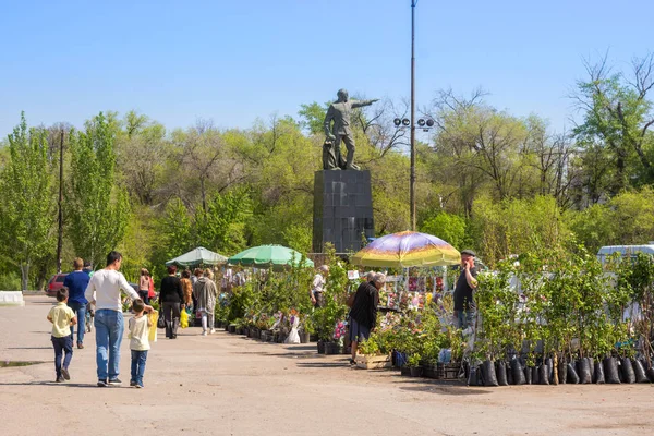 Volgograd. Rusya - 7 Mayıs 2019. Volgograd şehrinin Traktör Fabrikası önünde Dzerzhinsky Meydanı'nda meyve ağaçlarının fidan sokak ticareti — Stok fotoğraf