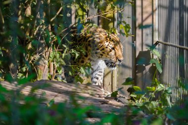 Güzel bir Ayur leoparı (Panthera pardus orientalis), aksi takdirde