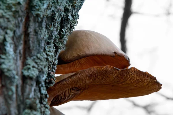 かさひだ菌類は、白樺の木の上に成長. — ストック写真