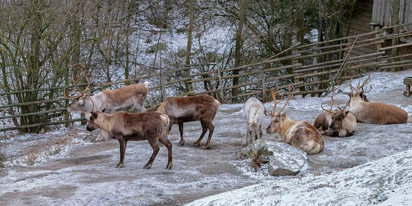 Cerf de renne (Rangifer tarandus) sur neige blanche pendant un wi froid — Photo