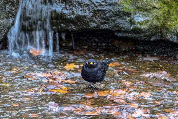 Homem melro (Turdus merula) sentado no fluxo de água na frente de — Fotografia de Stock