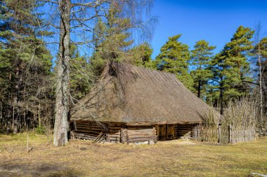 Güneşli bahar gününde etrafı kozalaklı ormanlarla çevrili sazdan çatılı eski ahşap bir ahır. Estonya