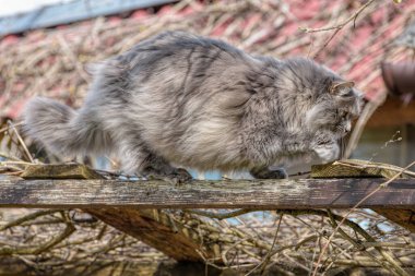 Tüylü, uzun saçlı, dumanlı, gri gözlü, sarı gözlü bir kedi ağaçların dallarında yürür ve ilginç bir şekilde çalılıkları keşfeder..