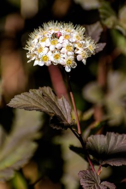 Beyaz, yuvarlak çiçek kümesine ve yaygın olarak kullanılan Physocarpus opulifolius 'un koyu kırmızı yapraklarına yakından bakın. Seçici odak, yüzeysel alan derinliği.