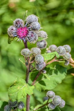 Çiçek açan Büyük Burdock 'a (Arctium lappa)