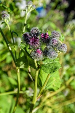 Çiçek açan Büyük Burdock 'a (Arctium lappa)