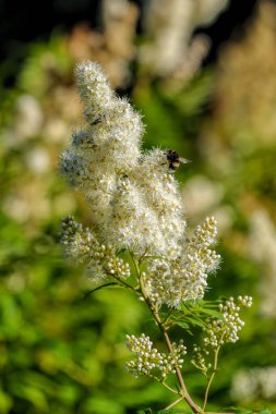 Bal arısı Filipendula ulmaria 'nın nektarlarını toplar ve tozlaştırır, yaygın olarak çayır tatlısı ya da bal otu olarak bilinir..