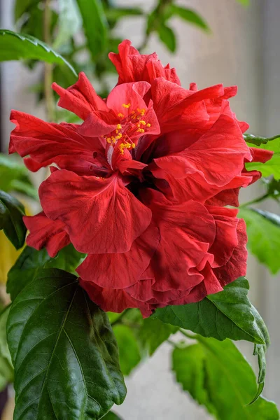 Trädgård Fönsterbräda Vibrerande Röd Blomma Blommande Hibiscus Rosa Sinensis Vardagligt — Stockfoto